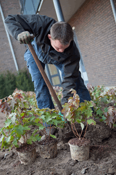 landscaping services